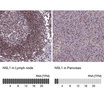 Anti-NSL1 antibody produced in rabbit Prestige Antibodies&#174; Powered by Atlas Antibodies, affinity isolated antibody, buffered aqueous glycerol solution