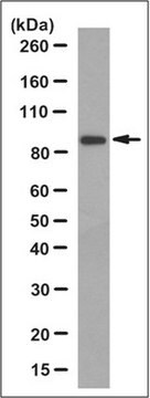 Anti-Semaphorin 4A Antibody, clone 8B5.1 clone 8B5.1, from mouse