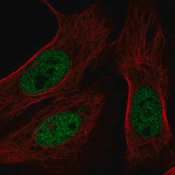 Anti-BAP1 antibody produced in rabbit Prestige Antibodies&#174; Powered by Atlas Antibodies, affinity isolated antibody