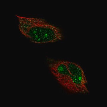 Anti-HPF1 antibody produced in rabbit Prestige Antibodies&#174; Powered by Atlas Antibodies, affinity isolated antibody, buffered aqueous glycerol solution