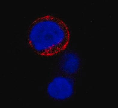 Anti-CD173 and CD174 Antibody, clone BRIC 231 clone BRIC 231, from mouse