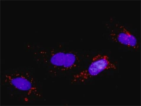 Monoclonal Anti-FGF5, (C-terminal) antibody produced in mouse clone 1B4, purified immunoglobulin, buffered aqueous solution