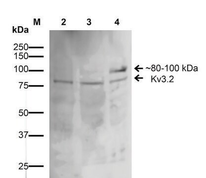 Monoclonal Anti-Kv3.2-Atto 655 antibody produced in mouse clone S410-17