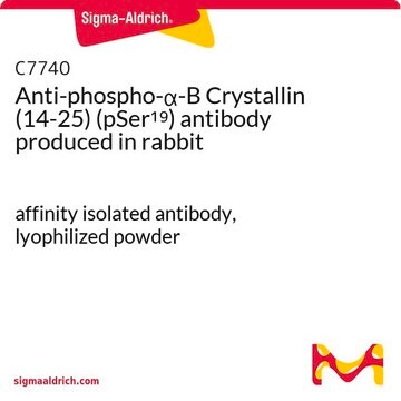 Anti-phospho-&#945;-B Crystallin (14-25) (pSer19) antibody produced in rabbit affinity isolated antibody, lyophilized powder