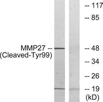 Anti-MMP27 (Cleaved-Tyr99) antibody produced in rabbit affinity isolated antibody