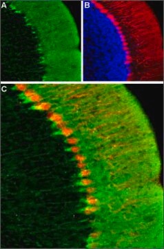 Anti-HCN1 antibody produced in rabbit affinity isolated antibody, lyophilized powder