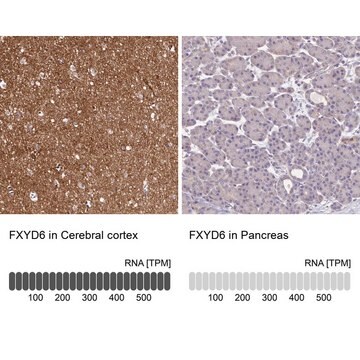 Anti-FXYD6 antibody produced in rabbit Prestige Antibodies&#174; Powered by Atlas Antibodies, affinity isolated antibody, buffered aqueous glycerol solution