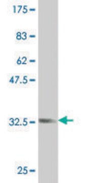 ANTI-ZIC1 antibody produced in mouse clone 1A8, purified immunoglobulin, buffered aqueous solution