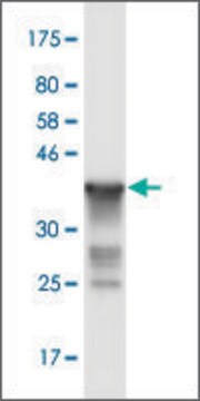 Monoclonal Anti-RNF20 antibody produced in mouse clone 1E4, purified immunoglobulin, buffered aqueous solution