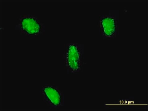 Monoclonal Anti-LHX3 antibody produced in mouse clone 2C10, purified immunoglobulin, buffered aqueous solution