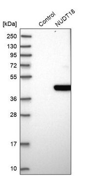 Anti-NUDT18 antibody produced in rabbit Prestige Antibodies&#174; Powered by Atlas Antibodies, affinity isolated antibody, buffered aqueous glycerol solution