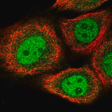 Anti-BRMS1L antibody produced in rabbit Prestige Antibodies&#174; Powered by Atlas Antibodies, affinity isolated antibody, buffered aqueous glycerol solution