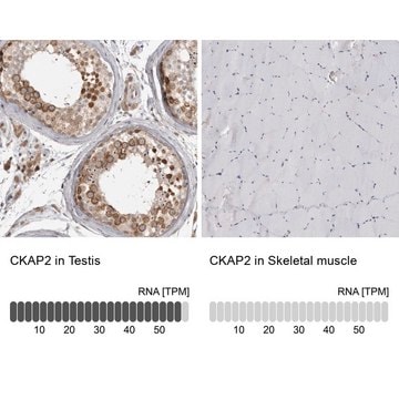 Anti-CKAP2 antibody produced in rabbit Prestige Antibodies&#174; Powered by Atlas Antibodies, affinity isolated antibody, buffered aqueous glycerol solution