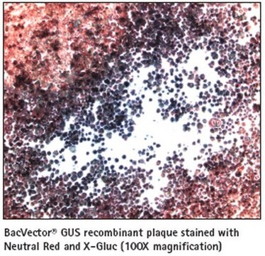 X-Gluc溶液 - Novagen A colorimetric stain for GUS activity