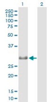 Anti-MXD4 antibody produced in mouse purified immunoglobulin, buffered aqueous solution