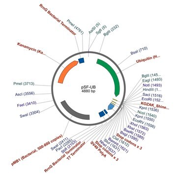 PSF-UB - UBIQUITIN PROMOTER EXPRESSION PLASMID plasmid vector for molecular cloning