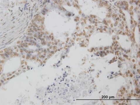 Monoclonal Anti-POLR1C antibody produced in mouse clone M1, purified immunoglobulin, buffered aqueous solution