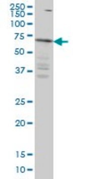 ANTI-IRAK3 antibody produced in mouse clone 1G11, purified immunoglobulin, buffered aqueous solution