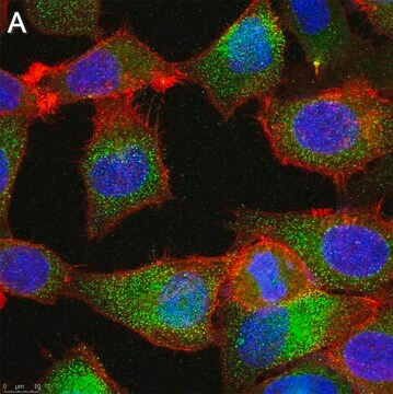 Anti-TMEM206 Antibody, clone 2H13 ZooMAb&#174; Rabbit Monoclonal recombinant, expressed in HEK 293 cells