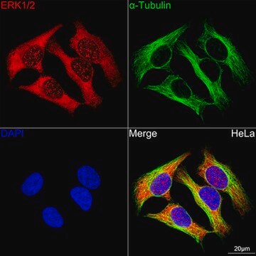 Anti-ERK1/2 Antibody, clone 2Z8O1, Rabbit Monoclonal