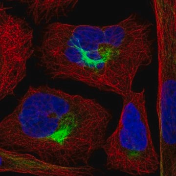 Anti-PJA2 antibody produced in rabbit Prestige Antibodies&#174; Powered by Atlas Antibodies, affinity isolated antibody