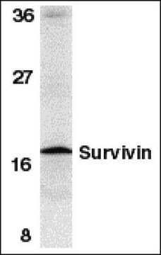 Anti-Survivin Antibody Chemicon&#174;, from rabbit