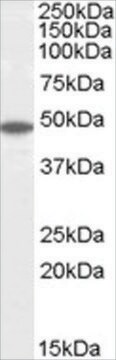 Anti-Flotillin 2/FLOT2, C-Terminal antibody produced in goat affinity isolated antibody, buffered aqueous solution