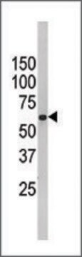 Anti-FUBP3 (center) antibody produced in rabbit IgG fraction of antiserum, buffered aqueous solution