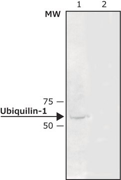 Anti-Ubiquilin antibody produced in rabbit ~0.5&#160;mg/mL, affinity isolated antibody, buffered aqueous solution