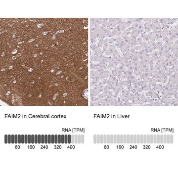 Anti-FAIM2 antibody produced in rabbit Prestige Antibodies&#174; Powered by Atlas Antibodies, affinity isolated antibody, buffered aqueous glycerol solution