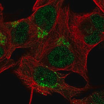 Anti-TBC1D14 antibody produced in rabbit Prestige Antibodies&#174; Powered by Atlas Antibodies, affinity isolated antibody