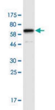 Monoclonal Anti-CUEDC1 antibody produced in mouse clone 4F9, purified immunoglobulin, buffered aqueous solution