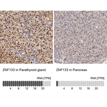 Anti-ZNF133 antibody produced in rabbit Prestige Antibodies&#174; Powered by Atlas Antibodies, affinity isolated antibody, buffered aqueous glycerol solution