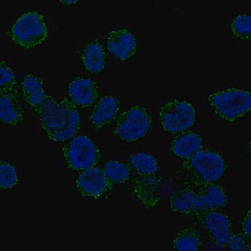 Anti-Reps1 Antibody Produced In Rabbit Prestige Antibodies&#174; Powered by Atlas Antibodies, affinity isolated antibody, buffered aqueous glycerol solution