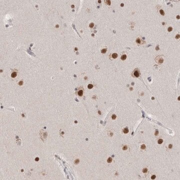 Anti-CXorf23 antibody produced in rabbit Prestige Antibodies&#174; Powered by Atlas Antibodies, affinity isolated antibody, buffered aqueous glycerol solution