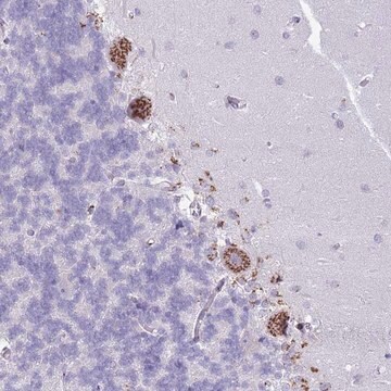 Anti-C20ORF96 antibody produced in rabbit Prestige Antibodies&#174; Powered by Atlas Antibodies, affinity isolated antibody, buffered aqueous glycerol solution