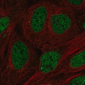 Anti-TFCP2 antibody produced in rabbit Prestige Antibodies&#174; Powered by Atlas Antibodies, affinity isolated antibody