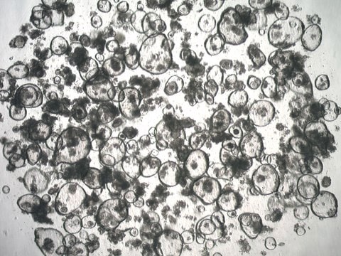 3dGRO Colon Intestinal Organoidsy, Age 58 (Prep ht-131-C)