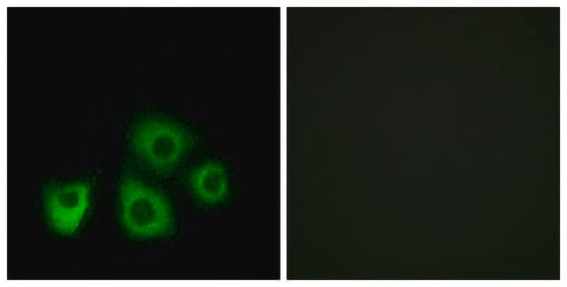 Anti-OR5M1 antibody produced in rabbit affinity isolated antibody