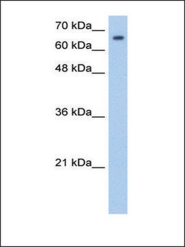 Anti-SYVN1 (AB2) antibody produced in rabbit IgG fraction of antiserum