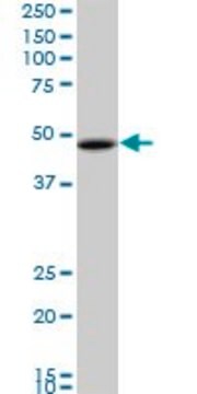 Monoclonal Anti-RBMS1 antibody produced in mouse clone M1, purified immunoglobulin, buffered aqueous solution