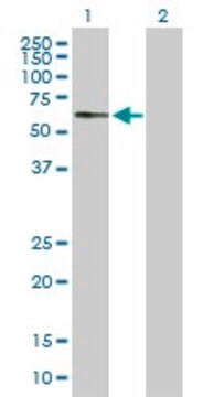 Anti-ARSG antibody produced in mouse purified immunoglobulin, buffered aqueous solution