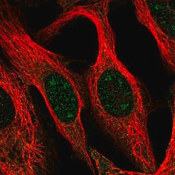 Anti-BCAS3 antibody produced in rabbit Prestige Antibodies&#174; Powered by Atlas Antibodies, affinity isolated antibody