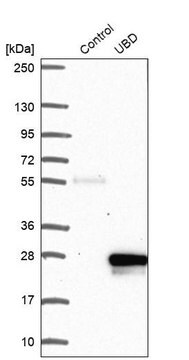 Anti-UBD antibody produced in rabbit Prestige Antibodies&#174; Powered by Atlas Antibodies, affinity isolated antibody, buffered aqueous glycerol solution