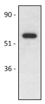 Monoclonal Anti-CD4 azide free antibody produced in mouse clone MEM-115, purified immunoglobulin, buffered aqueous solution