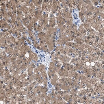 Anti-NUDT5 antibody produced in rabbit Prestige Antibodies&#174; Powered by Atlas Antibodies, affinity isolated antibody, buffered aqueous glycerol solution