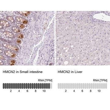 Anti-HMCN2 antibody produced in rabbit Prestige Antibodies&#174; Powered by Atlas Antibodies, affinity isolated antibody, buffered aqueous glycerol solution