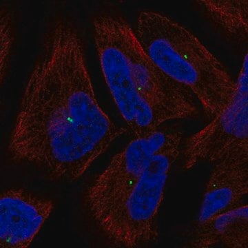 Anti-PCLAF antibody produced in rabbit Prestige Antibodies&#174; Powered by Atlas Antibodies, affinity isolated antibody