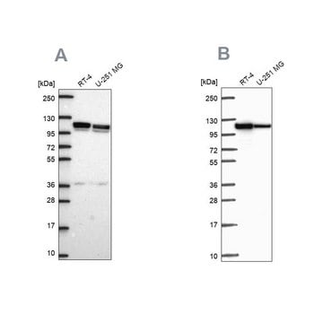 Anti-AP1B1 antibody produced in rabbit Prestige Antibodies&#174; Powered by Atlas Antibodies, affinity isolated antibody