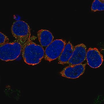 Anti-VCPKMT antibody produced in rabbit Prestige Antibodies&#174; Powered by Atlas Antibodies, affinity isolated antibody